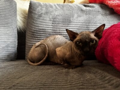 Bambino Sphynx Adult Male