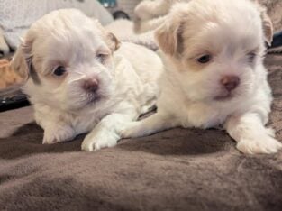 Shih Tzu