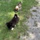 Akita puppies