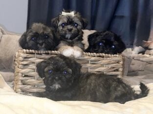 Shih Tzu Puppies