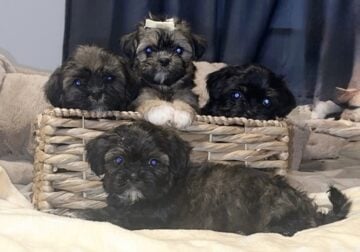 Shih Tzu Puppies