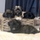 Shih Tzu Puppies