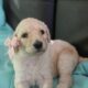 AKC Poodle Pups