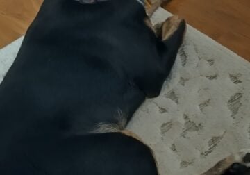 Rehome Eva