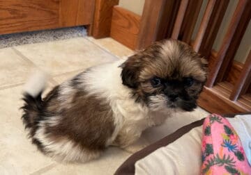 Shihtzu bichon females ckc registered
