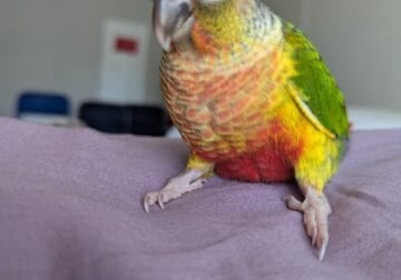 Baby Green Cheek Conures Yellow-sided