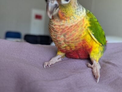 Baby Green Cheek Conures Yellow-sided