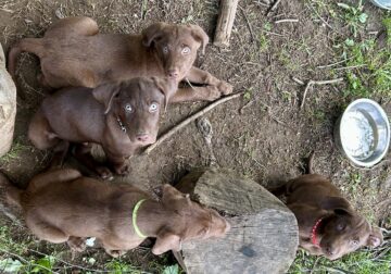 Chocolate lab puppies