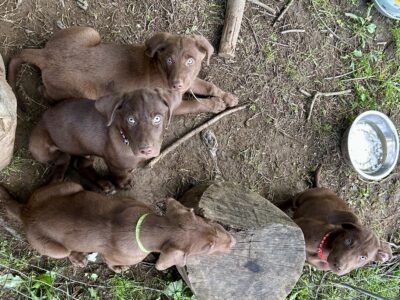 Chocolate lab puppies