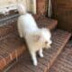 Lovely pet