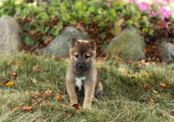 AKC Shiba Inu male puppy in Indiana (Jeffrey)