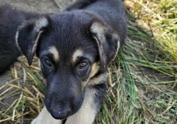Sheriff German Shepherd