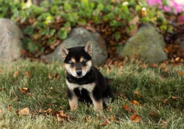 AKC Shiba Inu male puppy in Indiana (Coby)