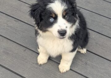 Mini Australian Shepherd female