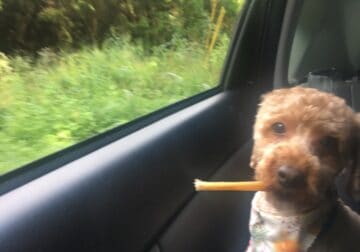 Neutered, potty trained, & microchipped Cockapoo