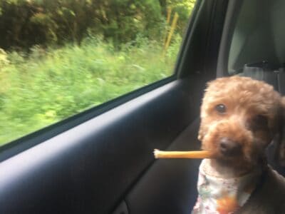 Neutered, potty trained, & microchipped Cockapoo