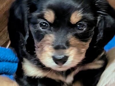 AKC Miniature Dachshund Male-Black/Cream
