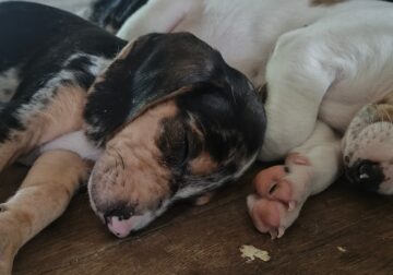 Beagle weiner dog puppies