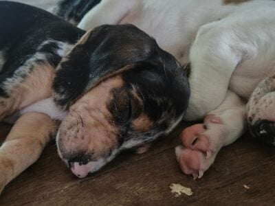 Beagle weiner dog puppies