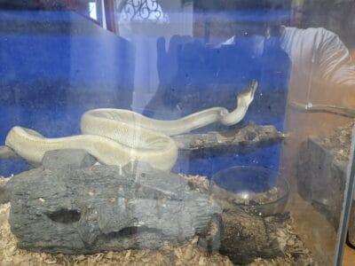 Ball python Morph Breeders and enclosures