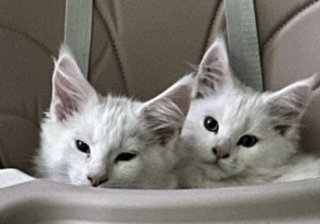 Purebred Maine Coon Kittens