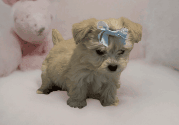 Miniture Lucky