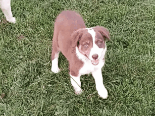 Red and white border Collie
