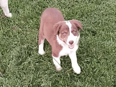 Red and white border Collie