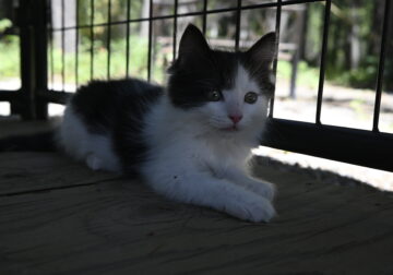 Ragamuffin Kitten BLACK & WHITE MALE #2