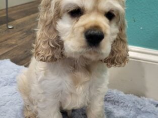 American Cocker Spaniel Male