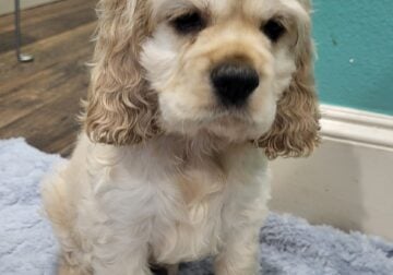 American Cocker Spaniel Male