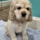 American Cocker Spaniel Male