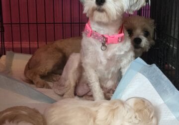 Male Shitzu puppies for sale