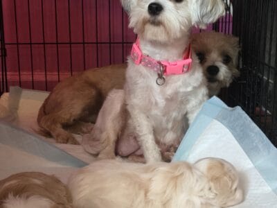 Male Shitzu puppies for sale