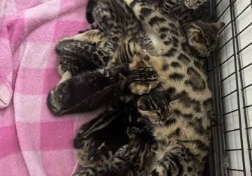 Bengal Kittens