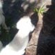 American Akita Girl Puppy – SNOW WHITE
