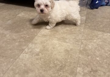 Puppy