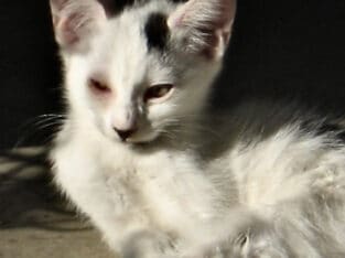 3 Month white cat with black patches.