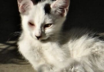 3 Month white cat with black patches.