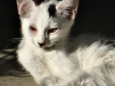 3 Month white cat with black patches.