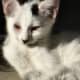 3 Month white cat with black patches.