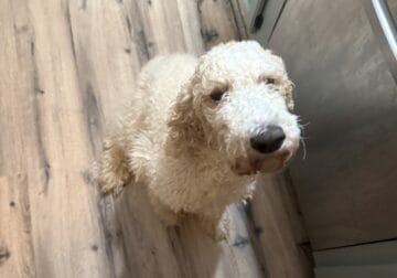 Breeding pair of young Standard Poodles