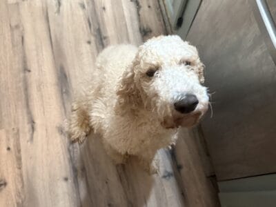 Breeding pair of young Standard Poodles