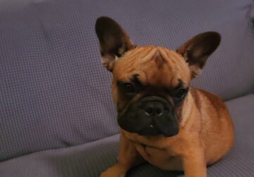 Female French Bulldog Puppy