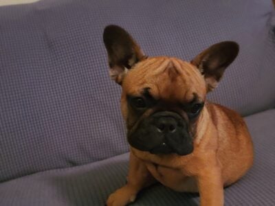 Female French Bulldog Puppy
