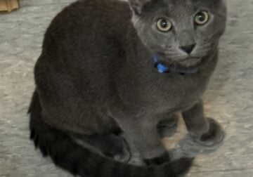 Domestic Blue – Bergy