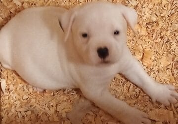NKC registered American Bulldogs puppies