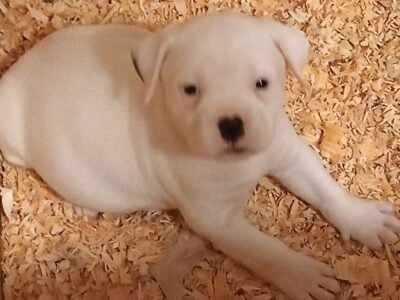American Bulldogs puppies