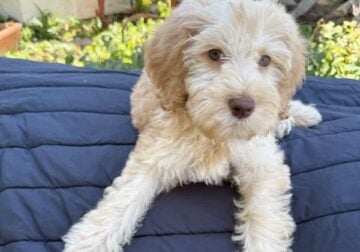 golden doodle puppies