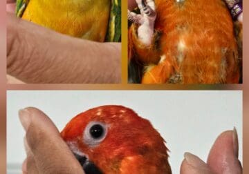 Sun Conures